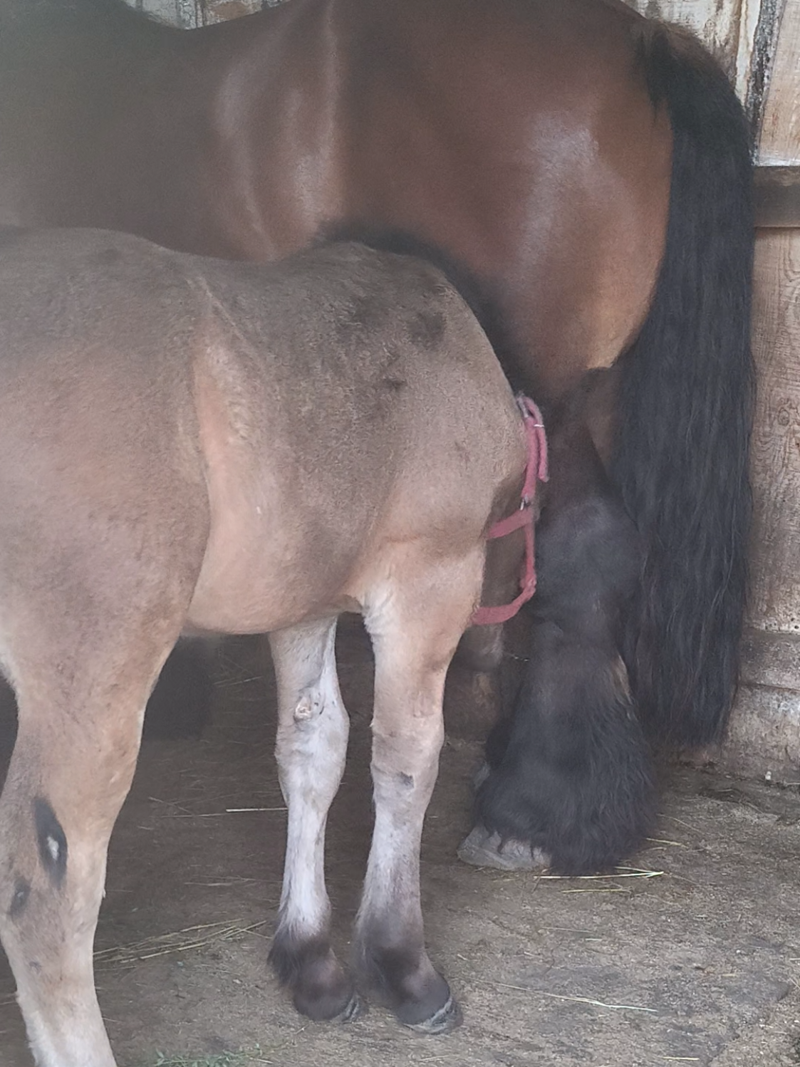@ВАСЯ БОЙЧУК 🐎