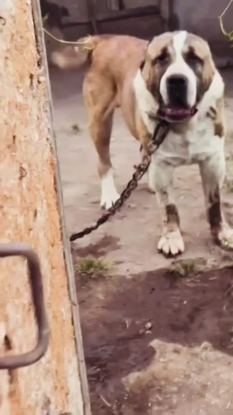 @şəmkir👊