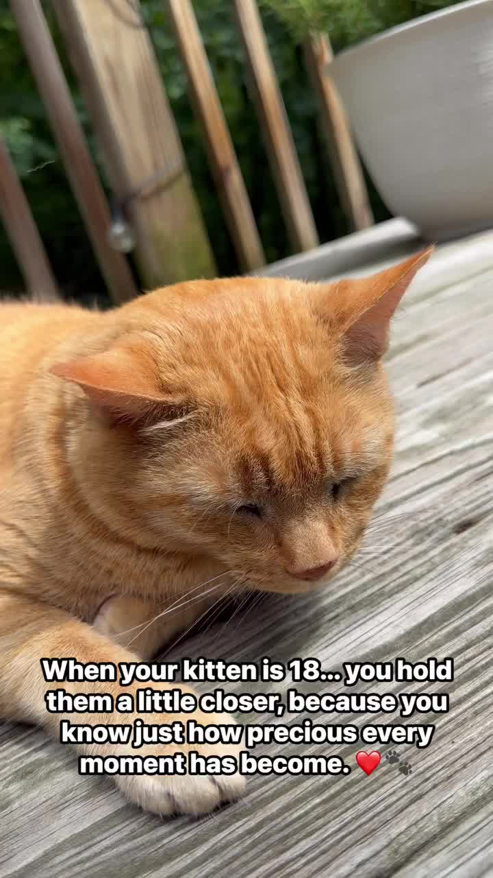 @POLLITO CAT