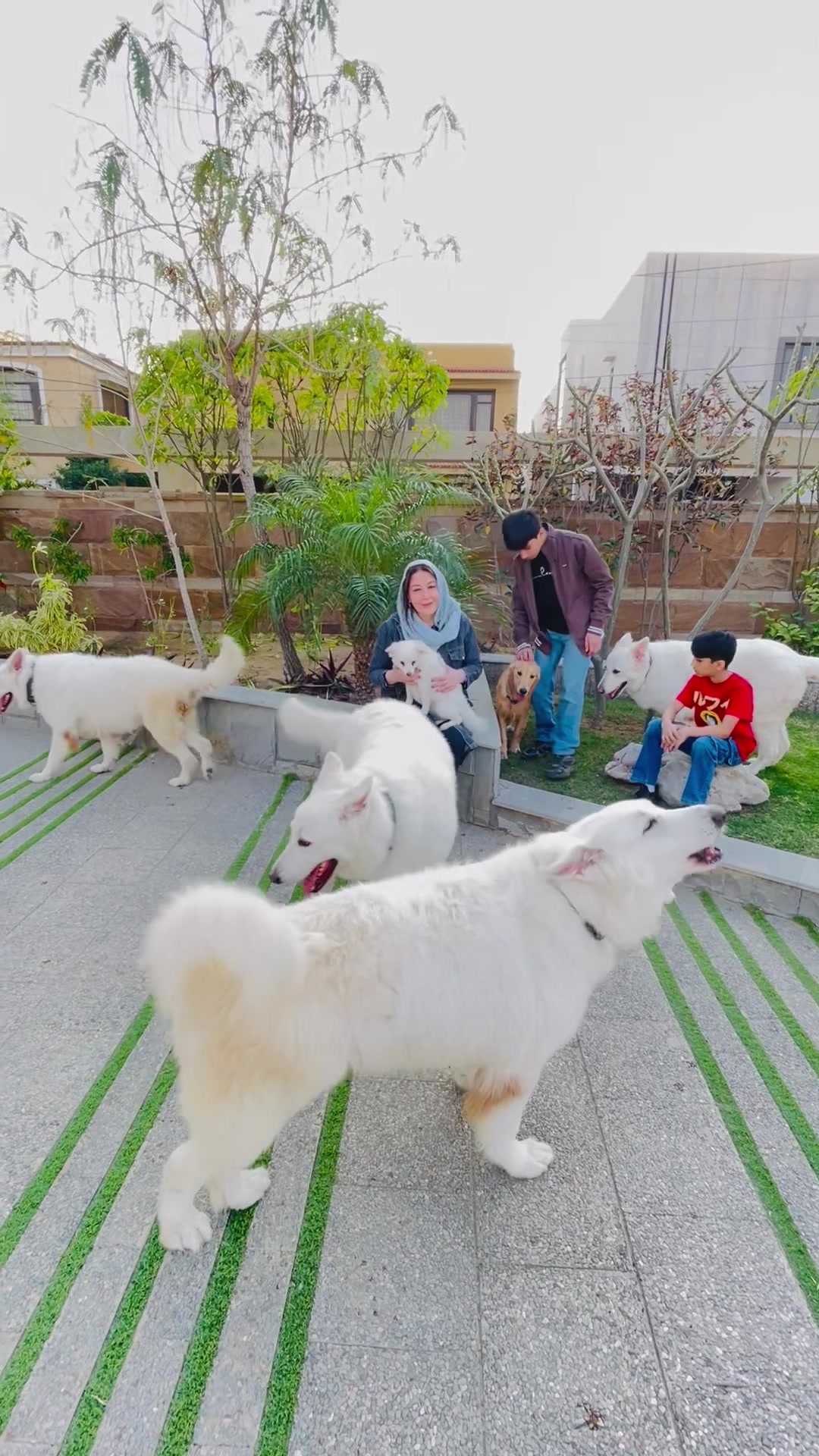 @Khadija zaidi swiss shepherds