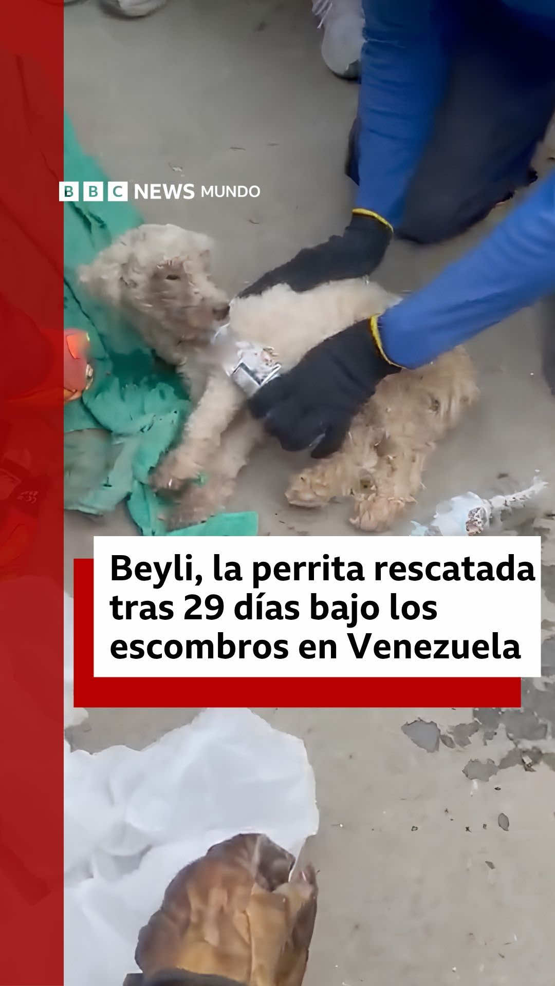 @BBC News Mundo