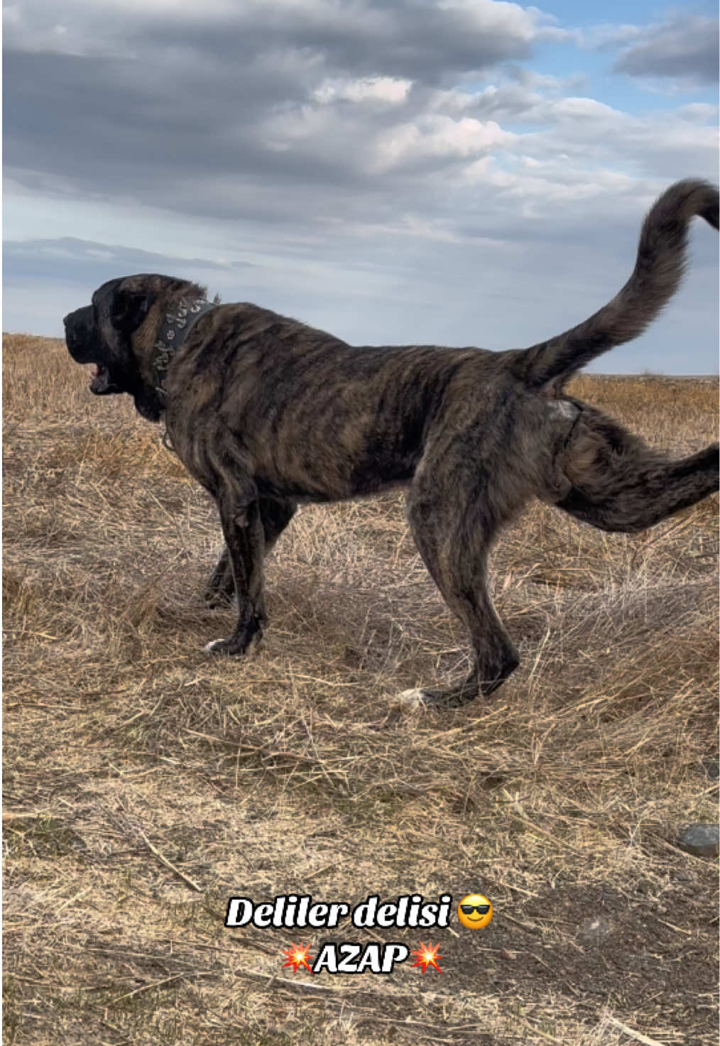 @💥Körpe Kennels💥