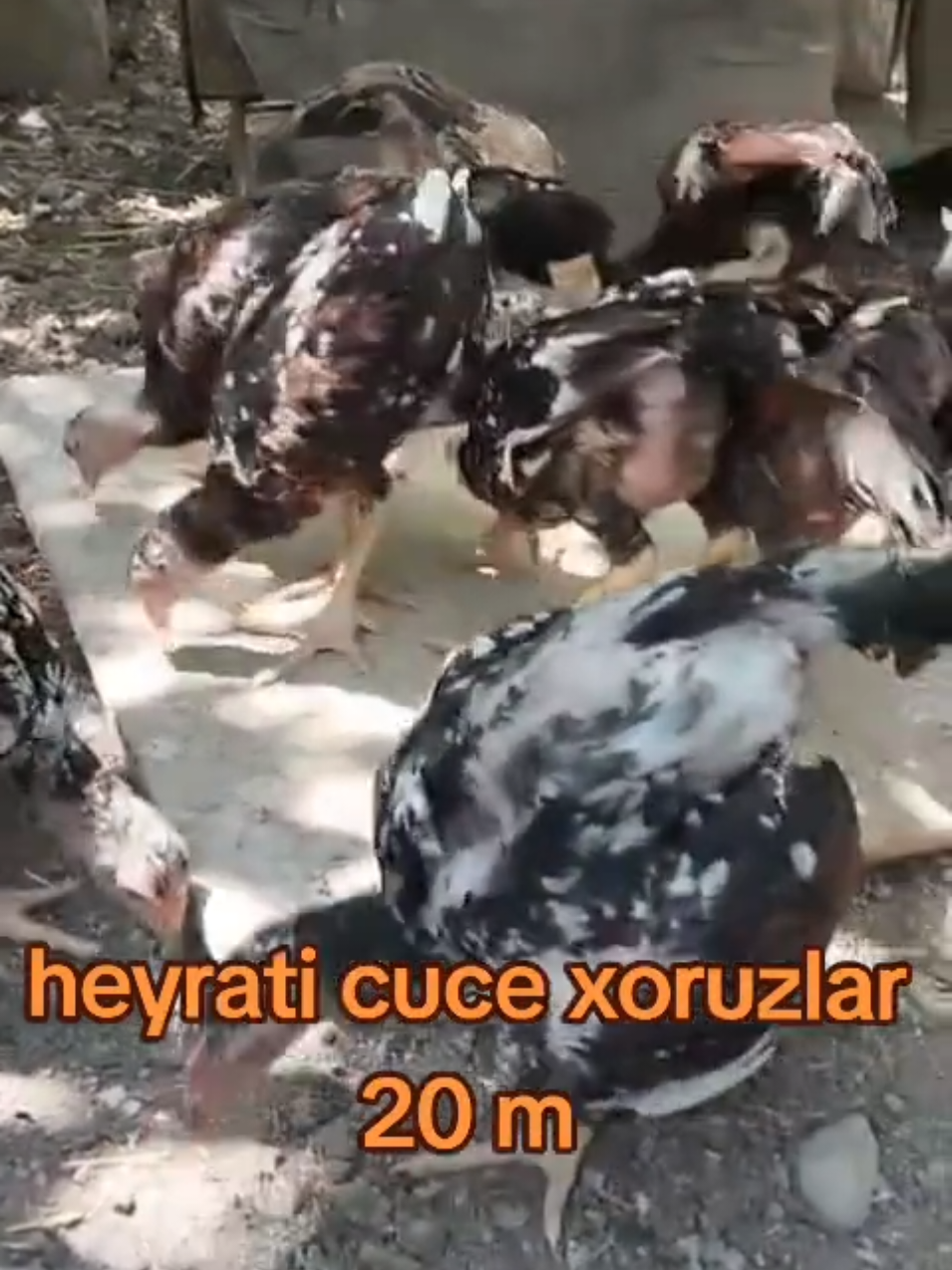 @kurdemir heyrati satisi
