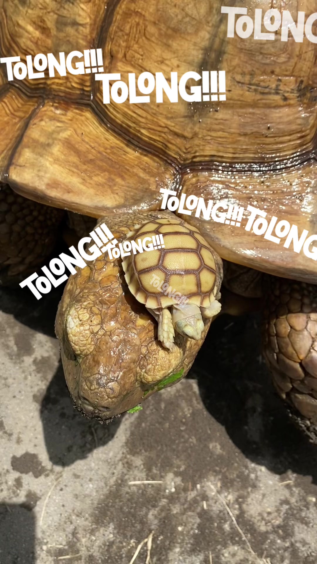 @TORTO EMPIRE