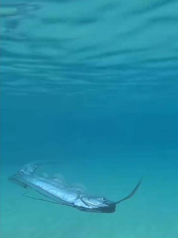 @Mundo dos Animais