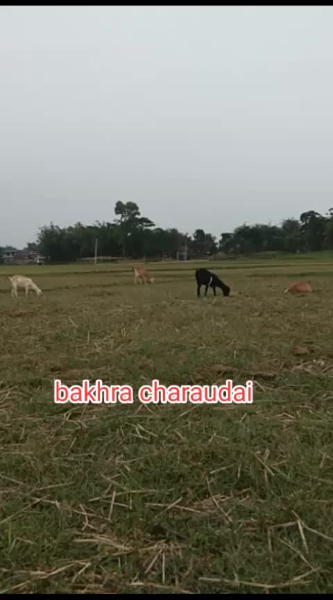 @sobha Chaudhary
