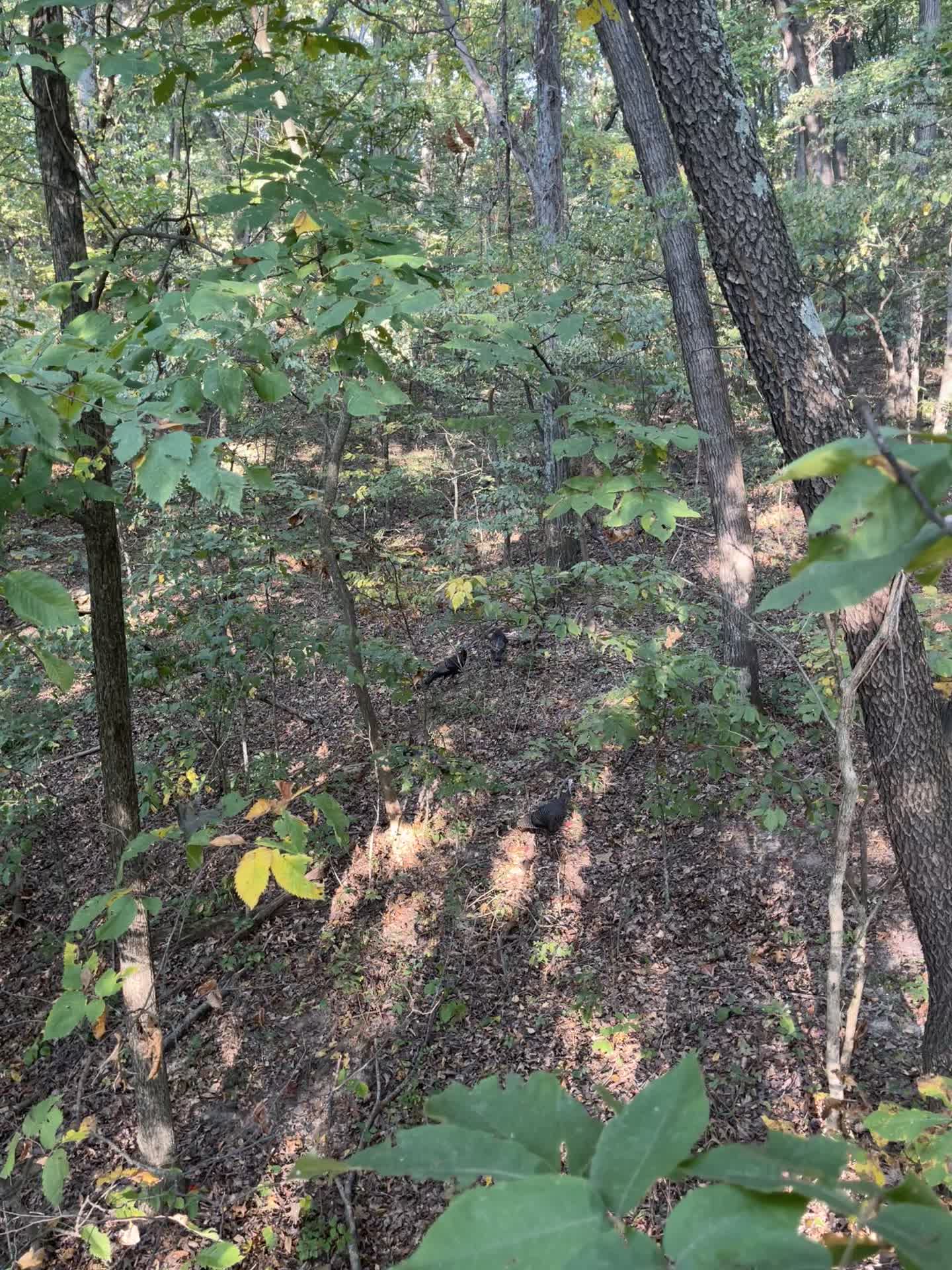 @217bowhunter