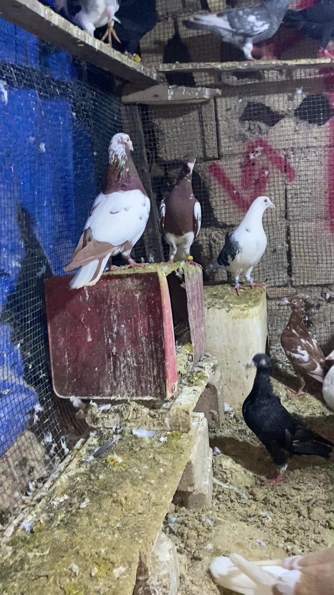 @başkoo♻️