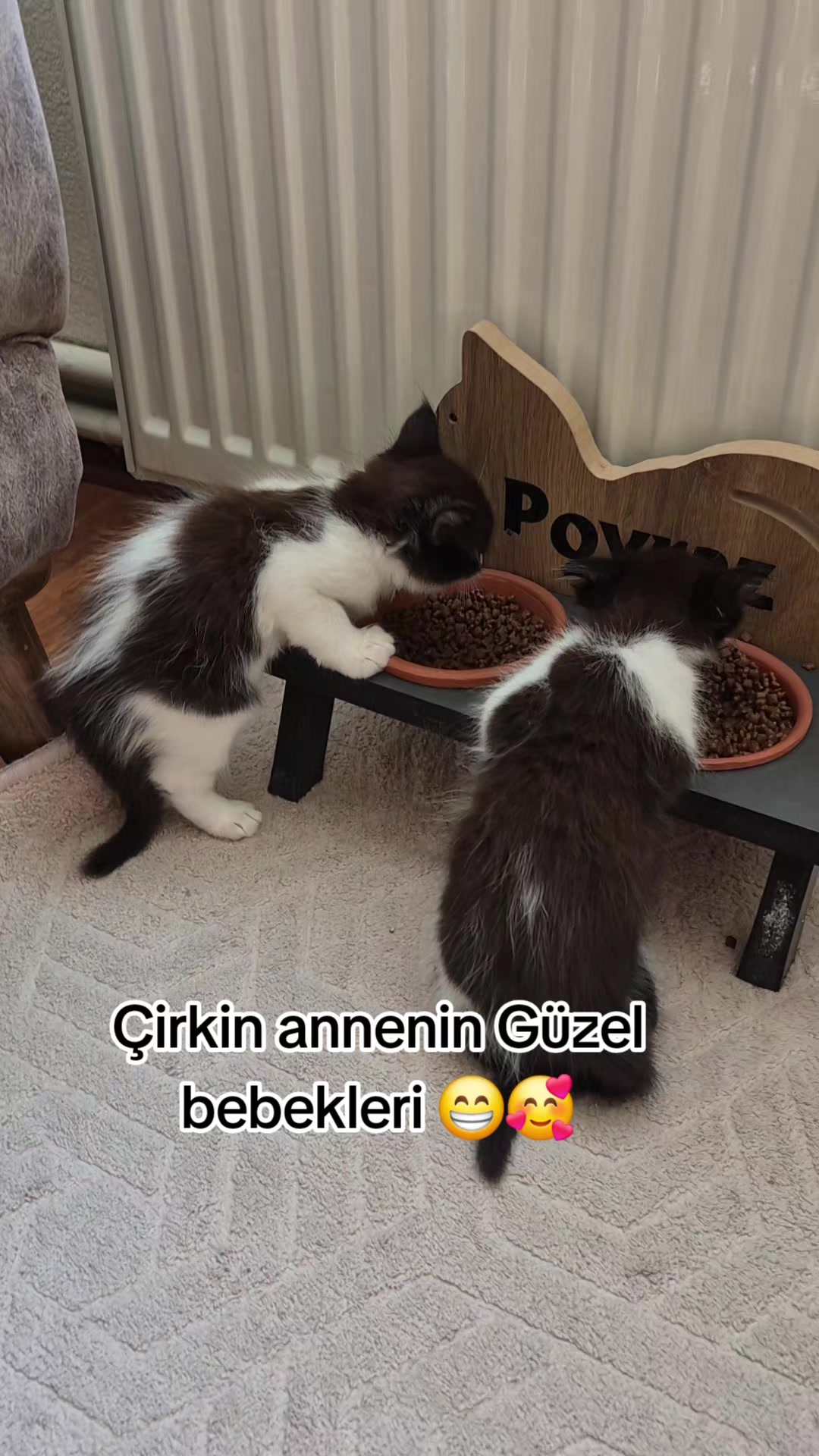 @❤️🐾Patilerin 🐾 dostu 🐾❤️