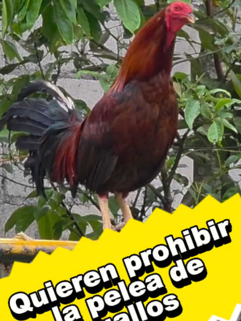 @MuelaTv