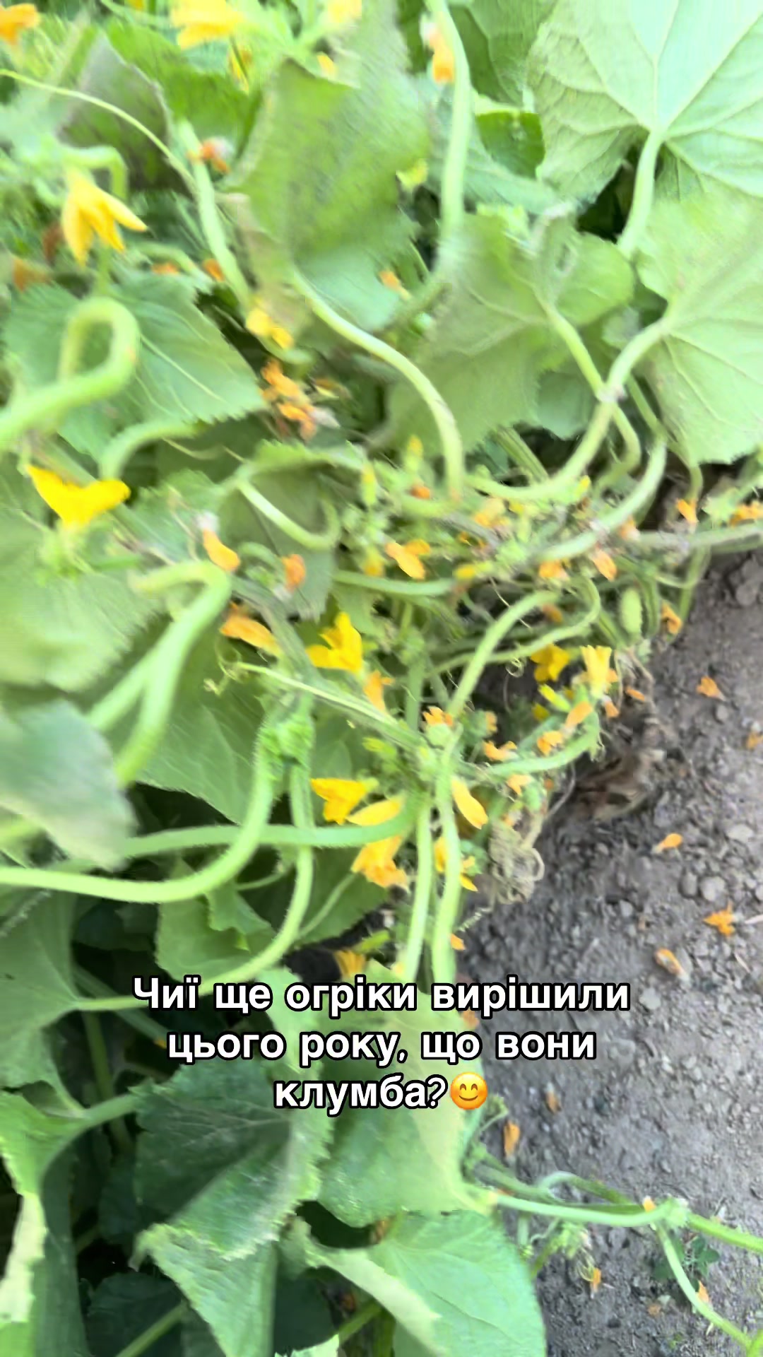 @Volynblog | Луцьк | Ковель