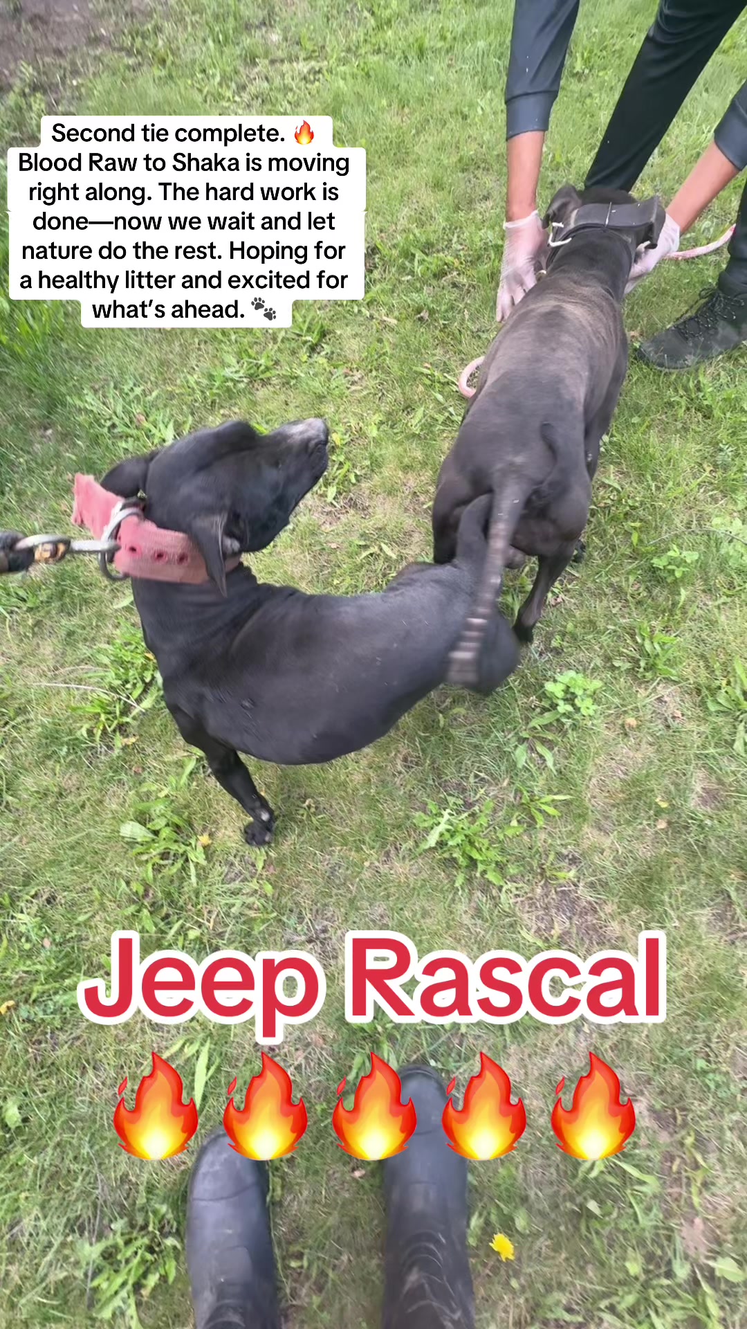 @Jeep Rascal Kennels