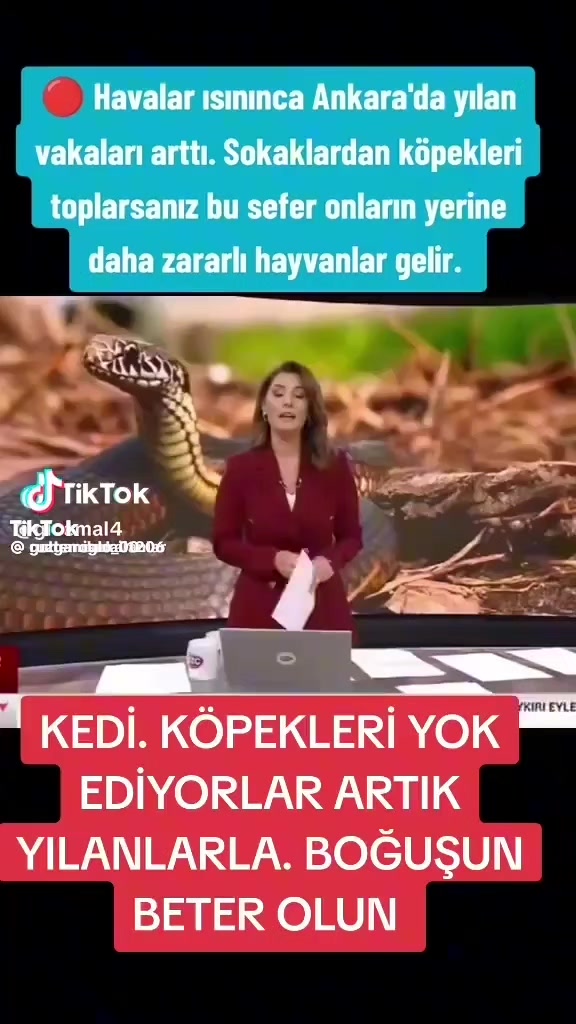 @İstanbul pati dunyasi