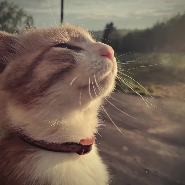 @Vbotメ