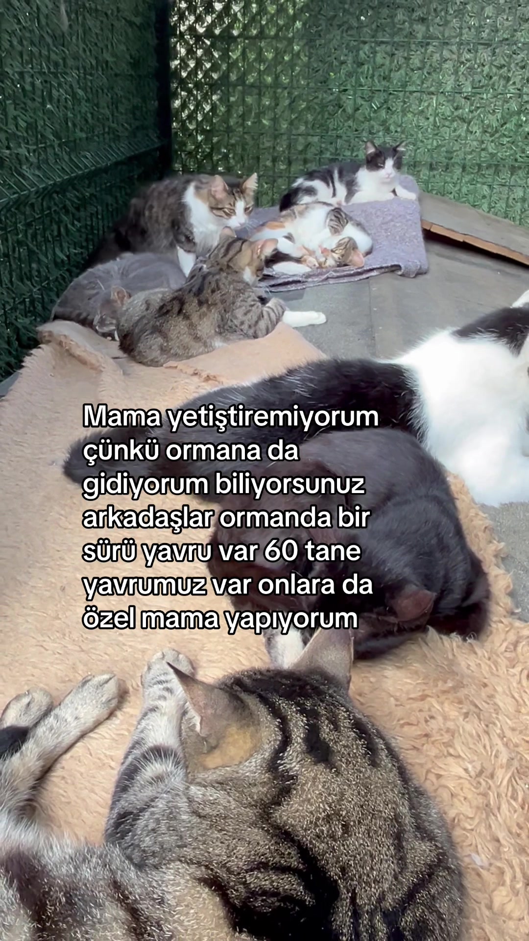 @Gönülünpatileri