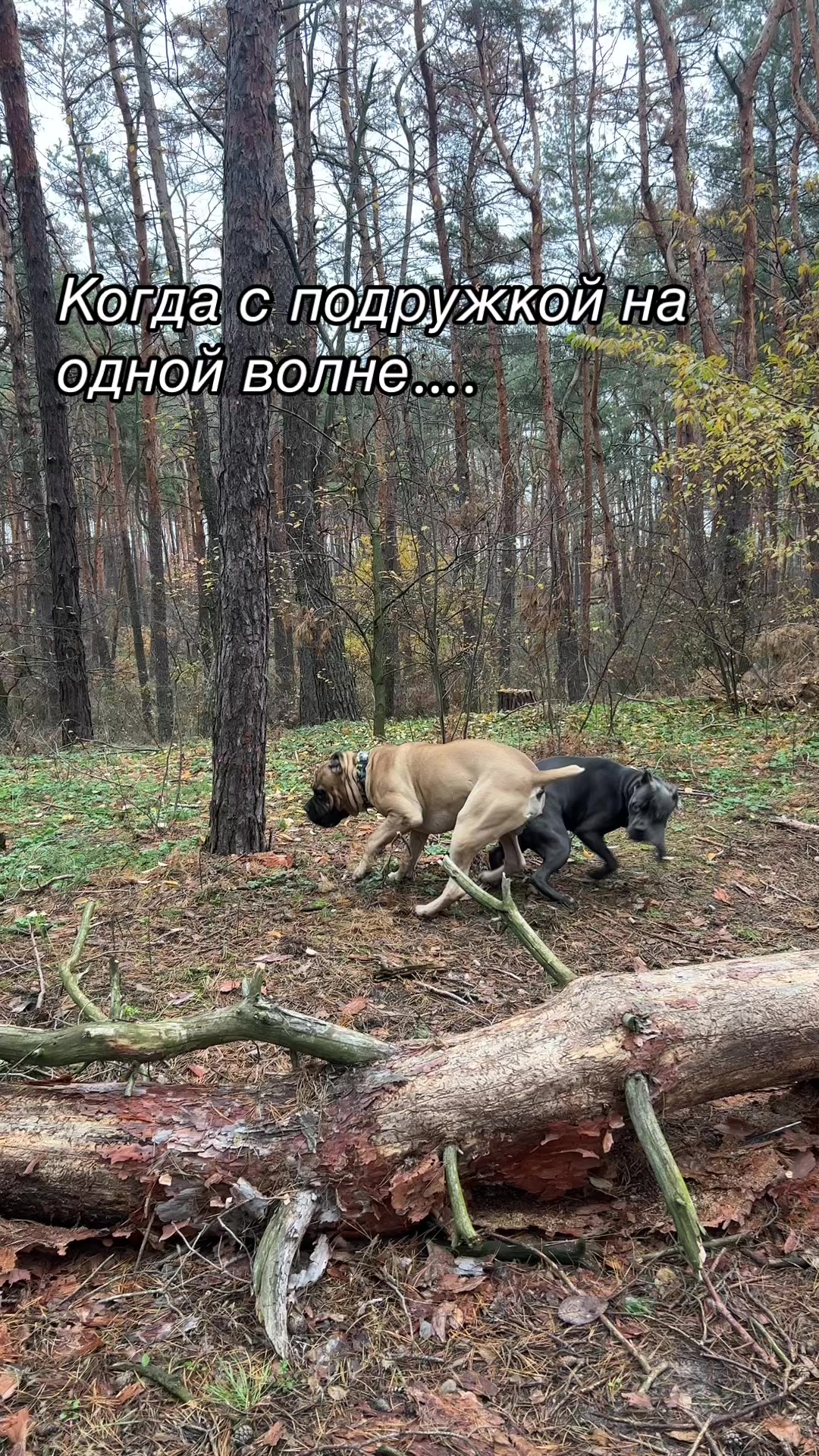 @ДИЗЕЛЬ кане корсо