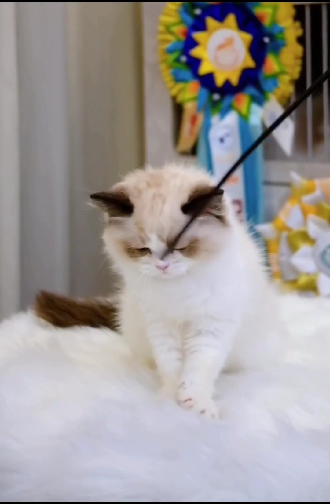 @fuyncats