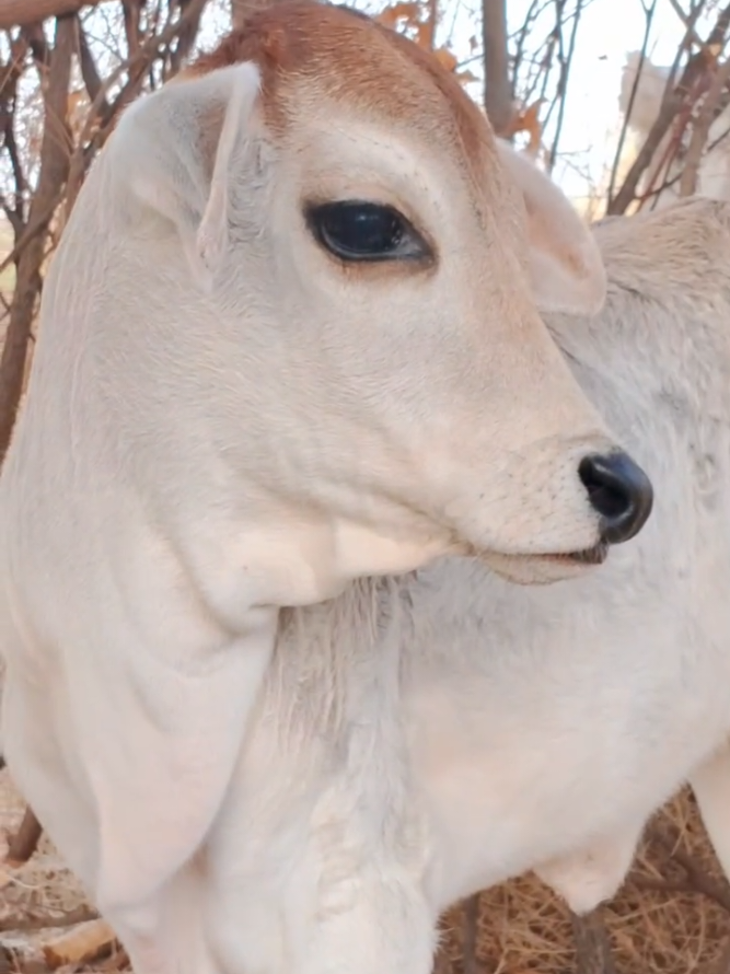 @cows_b_like