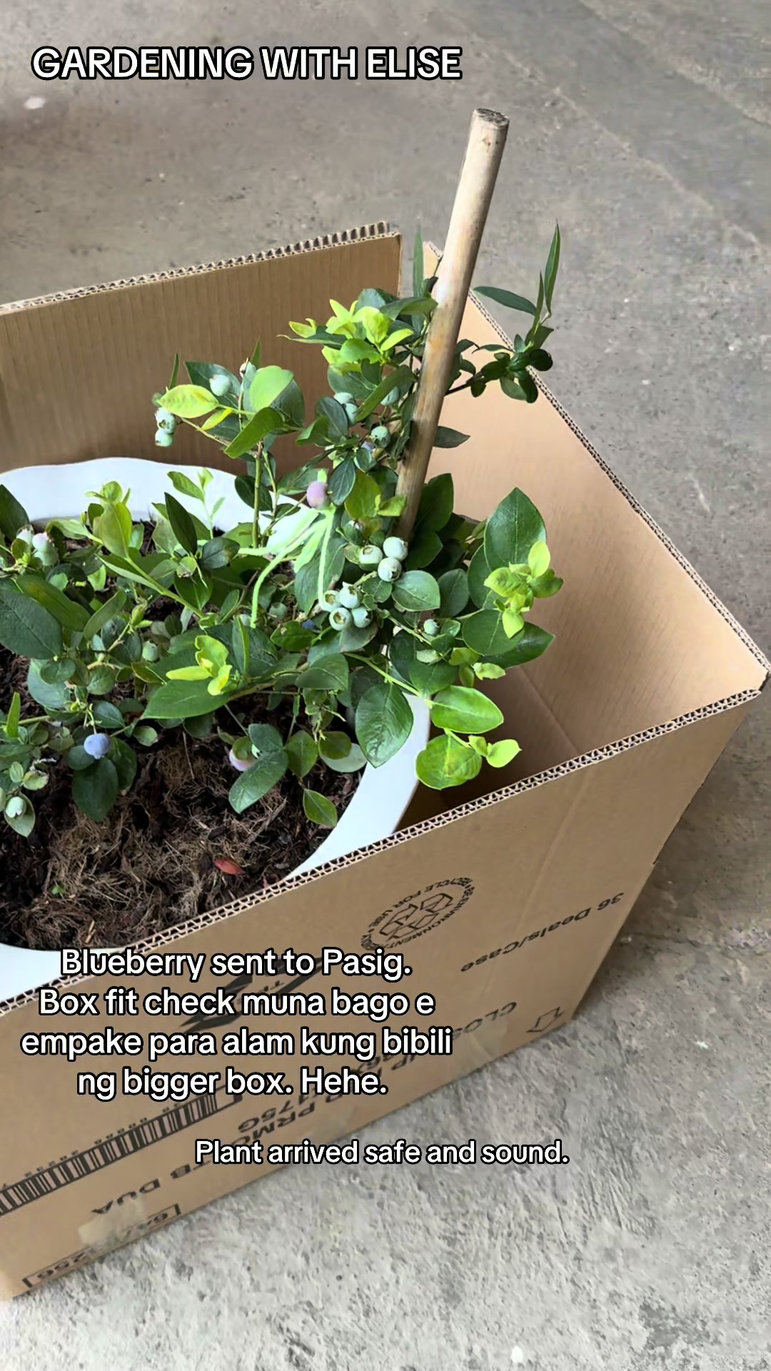 @Gardening with ELISE