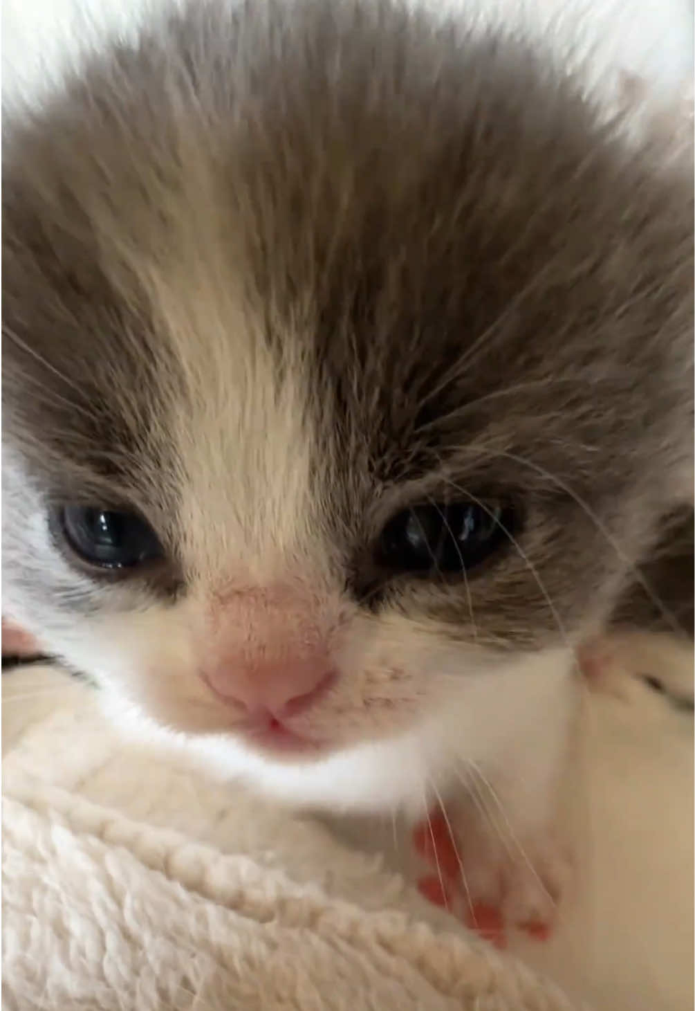 @kloutkittens
