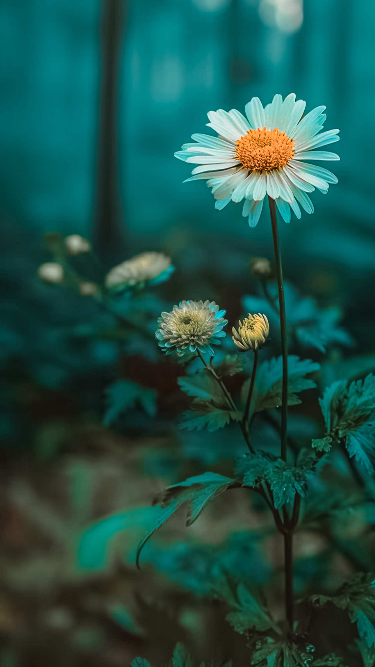 @𝑻𝒂̂𝒏 𝑻𝒉𝒊