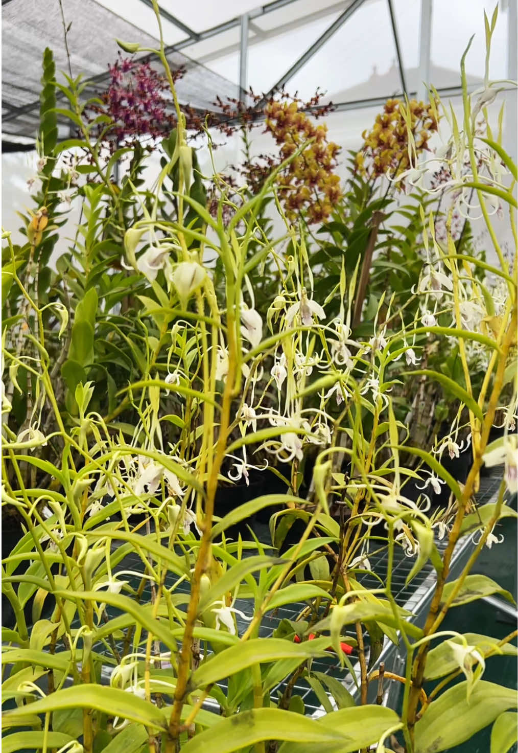 @Anggina Orchid