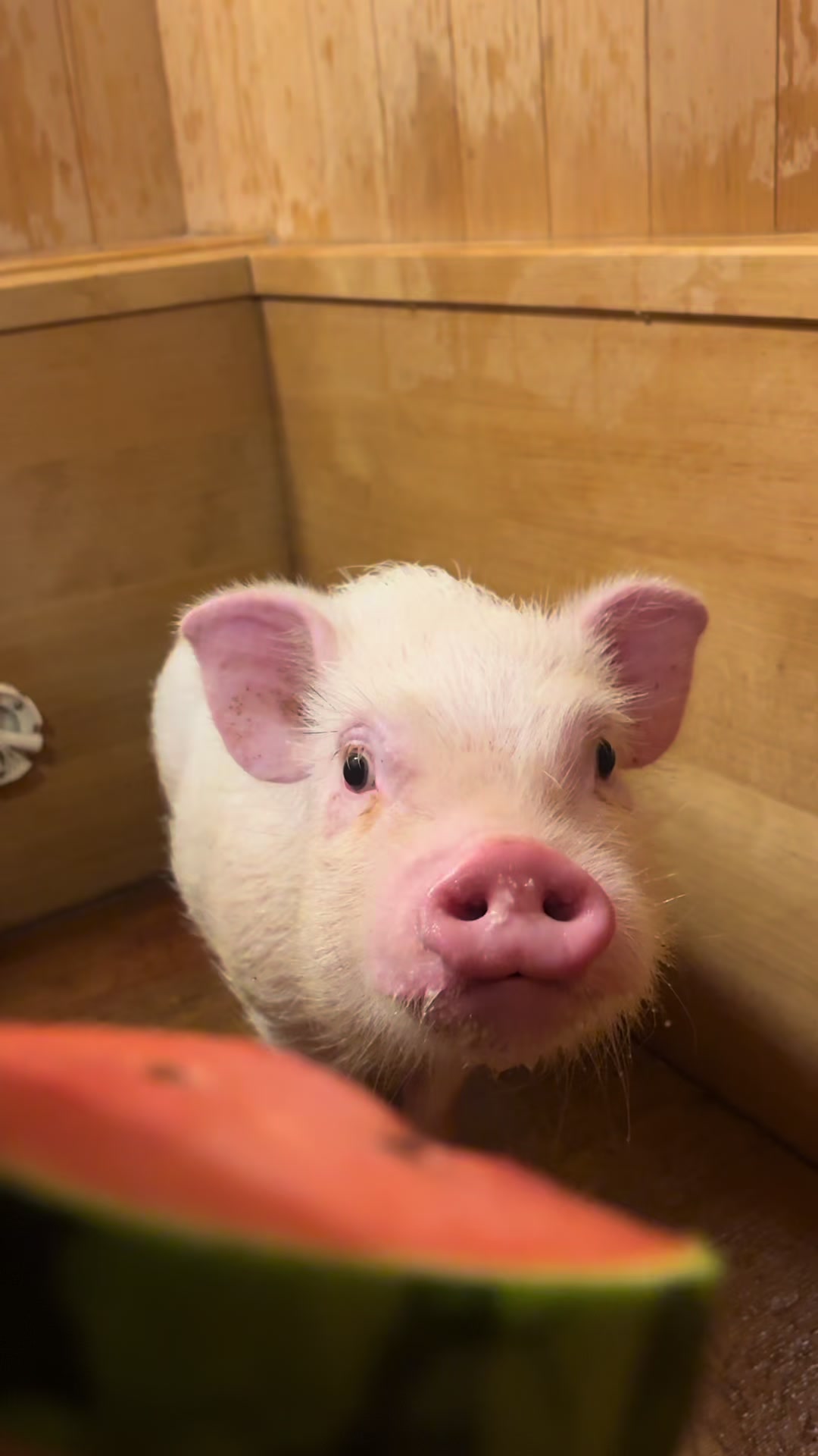 @pignic