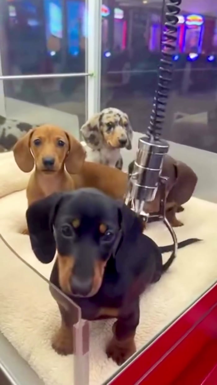 @Dachshund Party