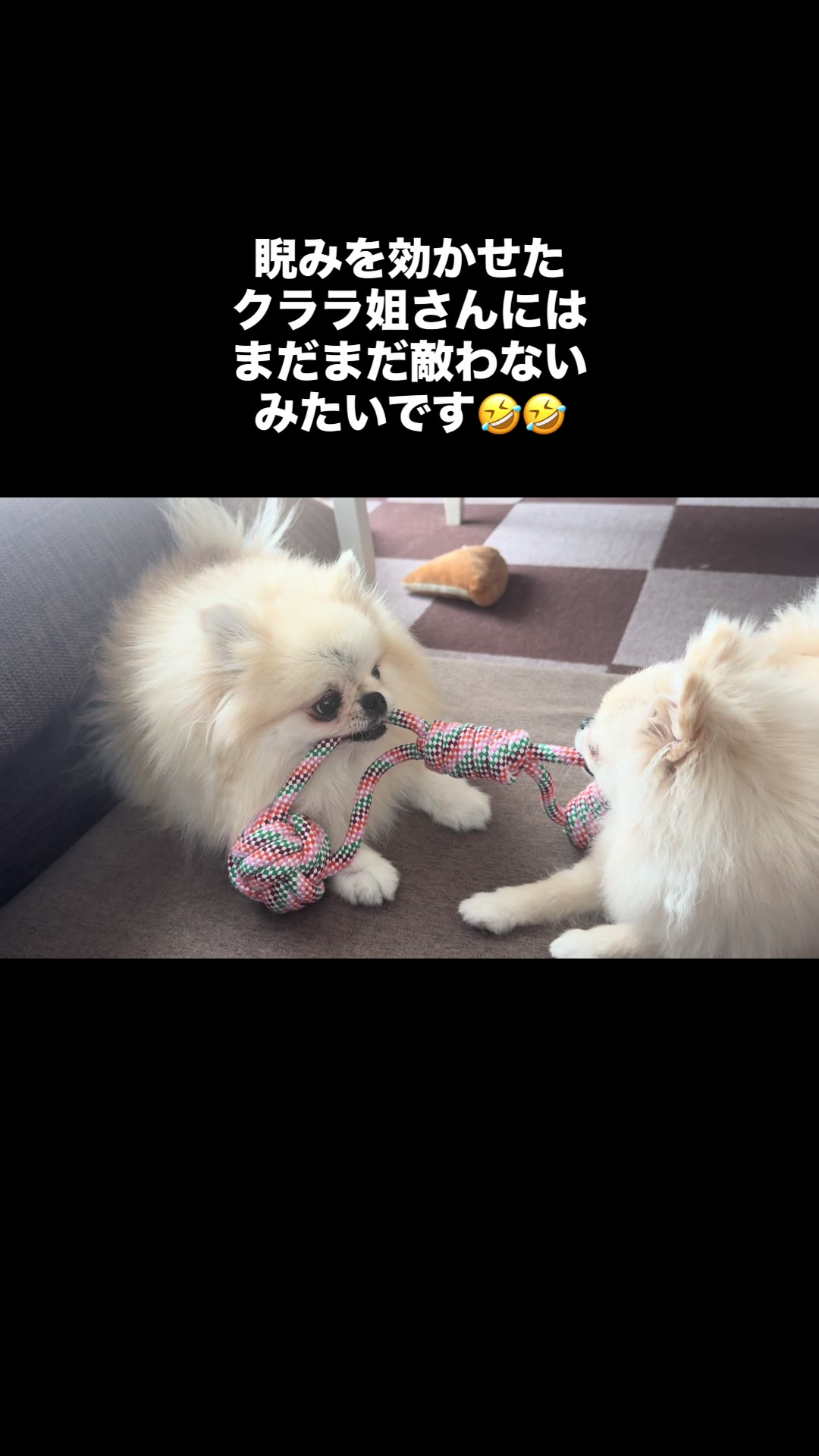 @なべちゃんチ🚐🐶🍊