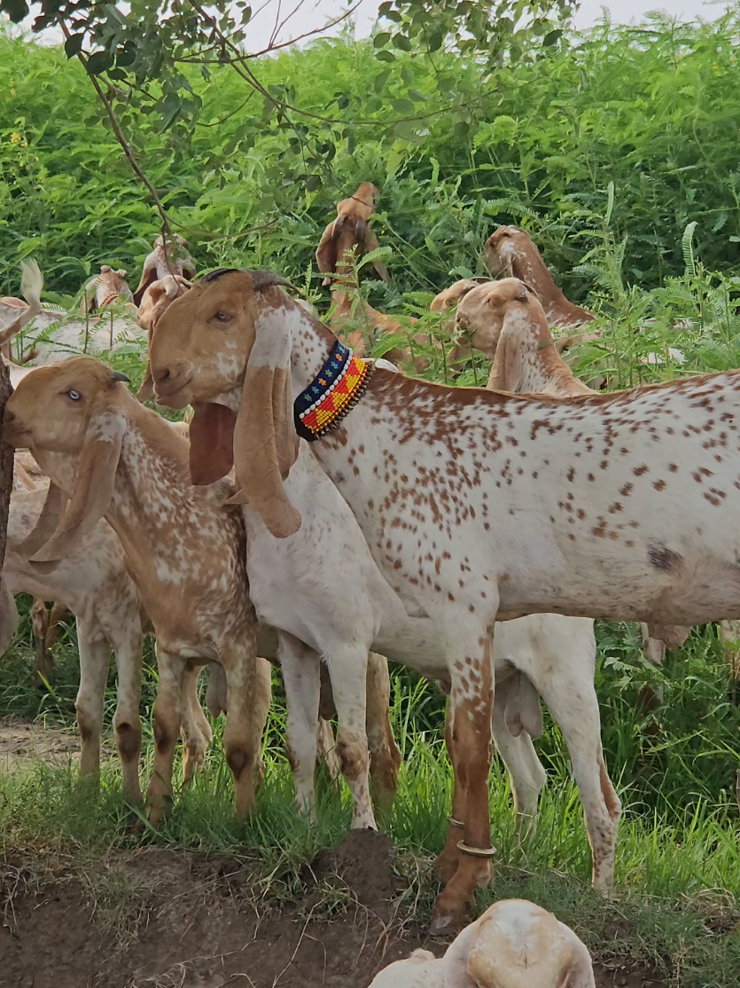 @《SIDHU}{GOAT}{FARM》