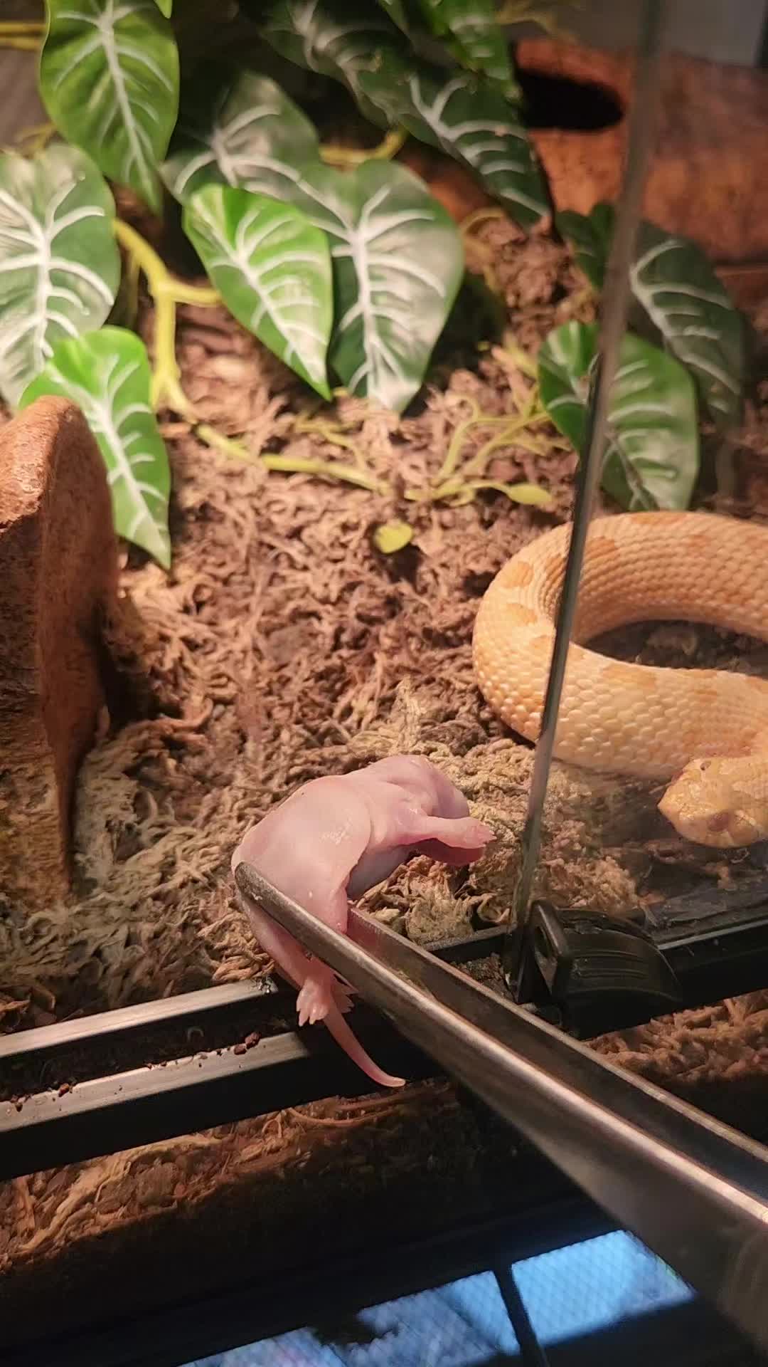 @Ballard&rsquo;s Reptiles