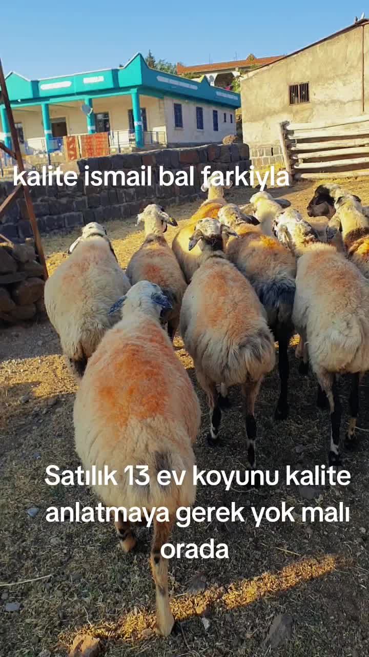 @Ismail Bal