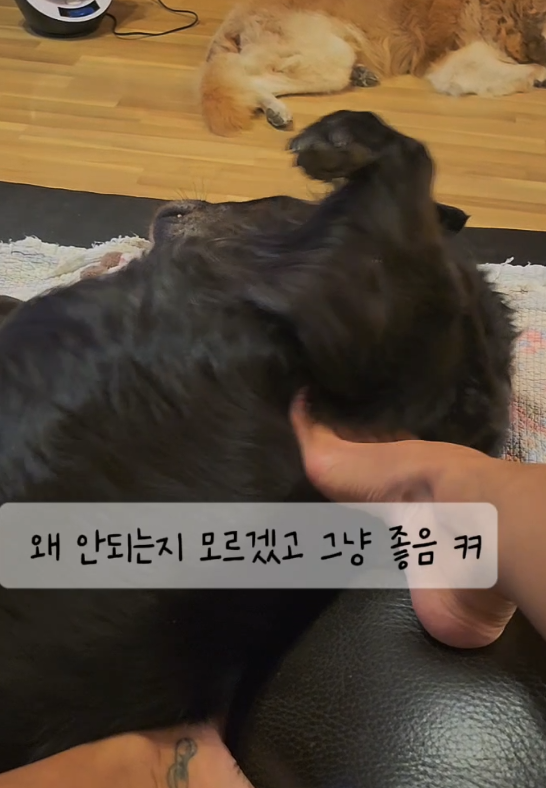 @리트리버삼둥이네