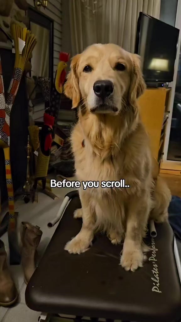 @🐶Griffin