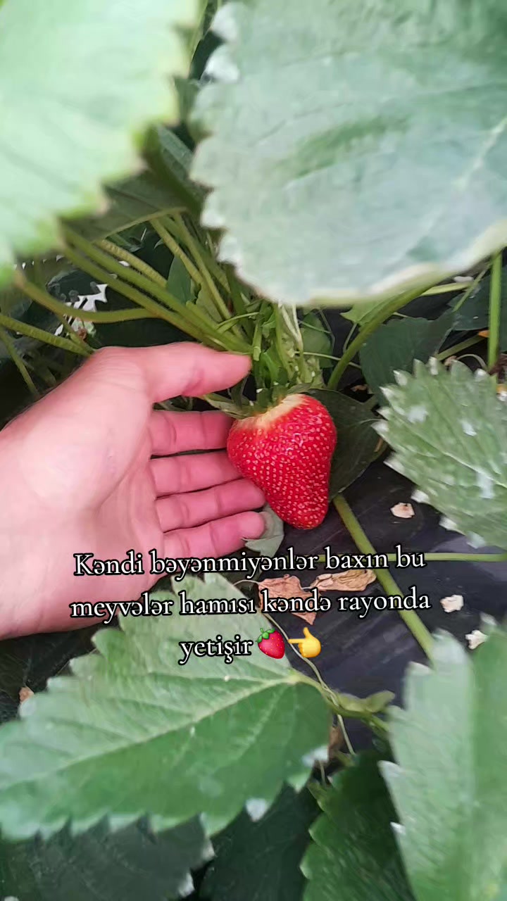 @CƏNUB_CƏLİLABAD