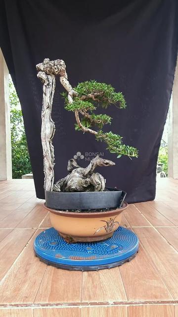 @Bonsai Mungil