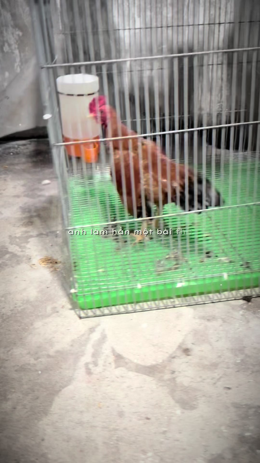 @Eddy Hoàng Gà Tre Bắc Cộc