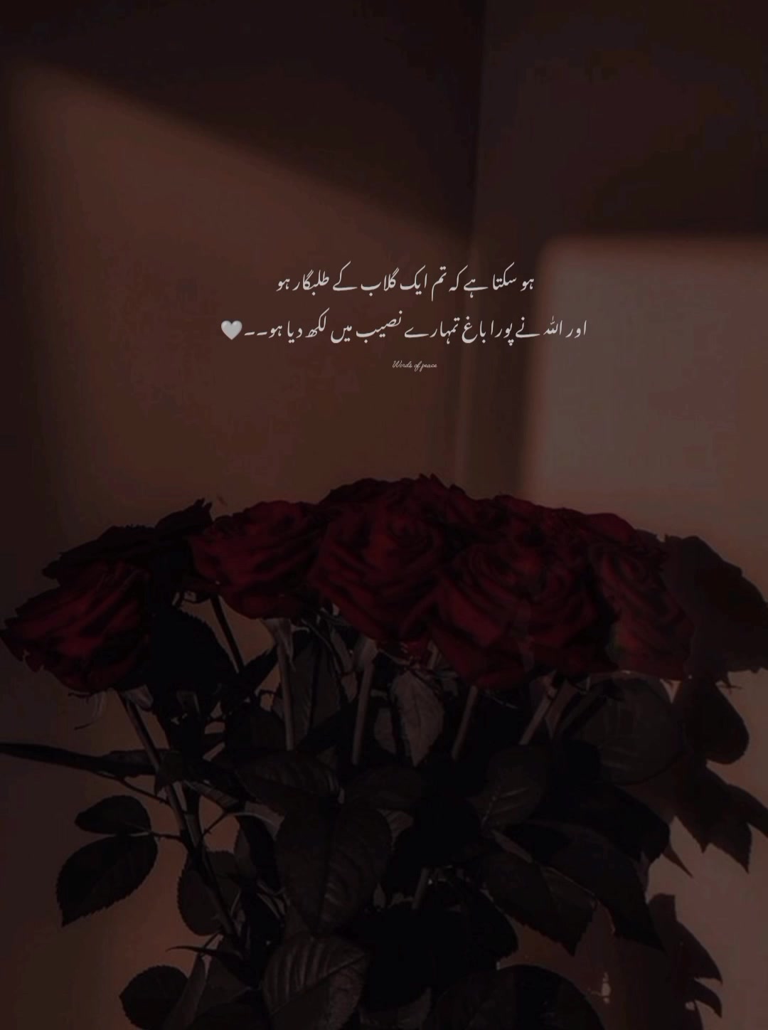 @قلم کی نمی🥀