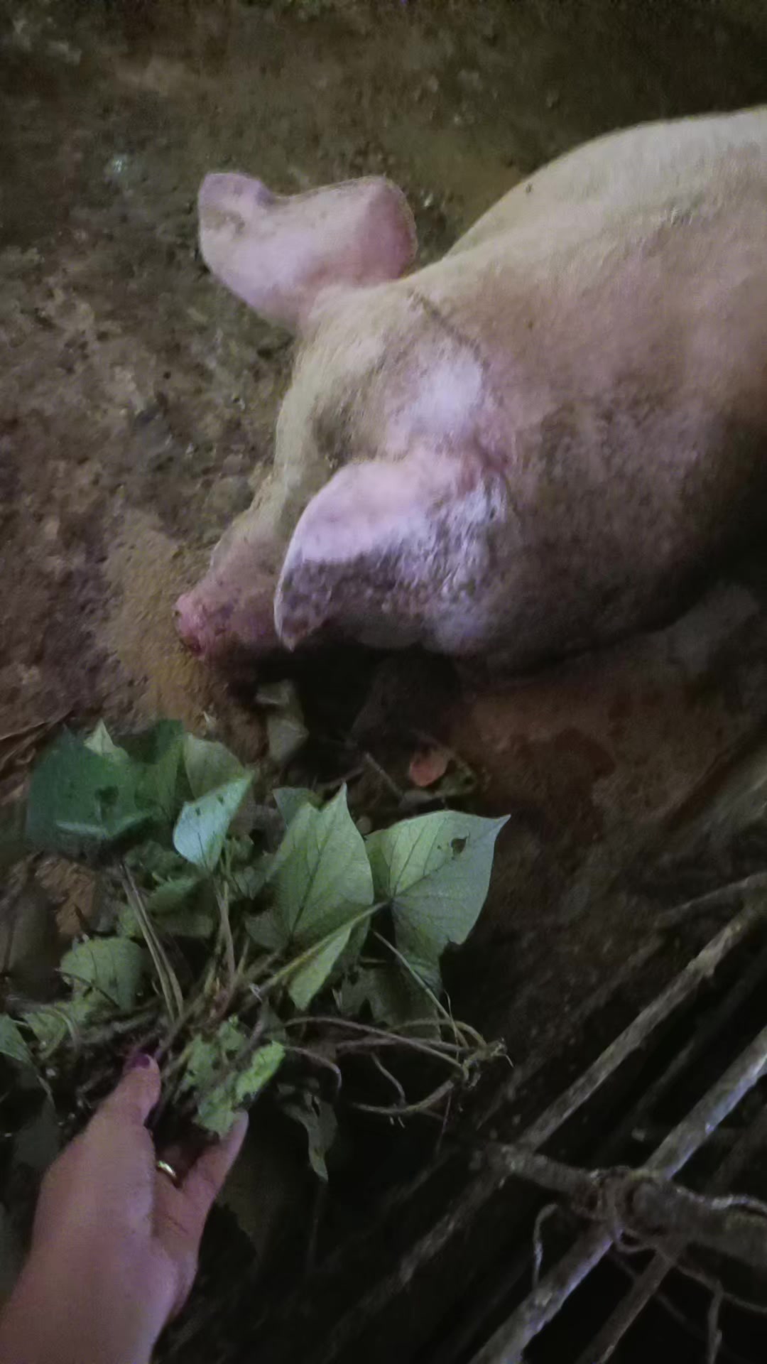 @mama Brigita
