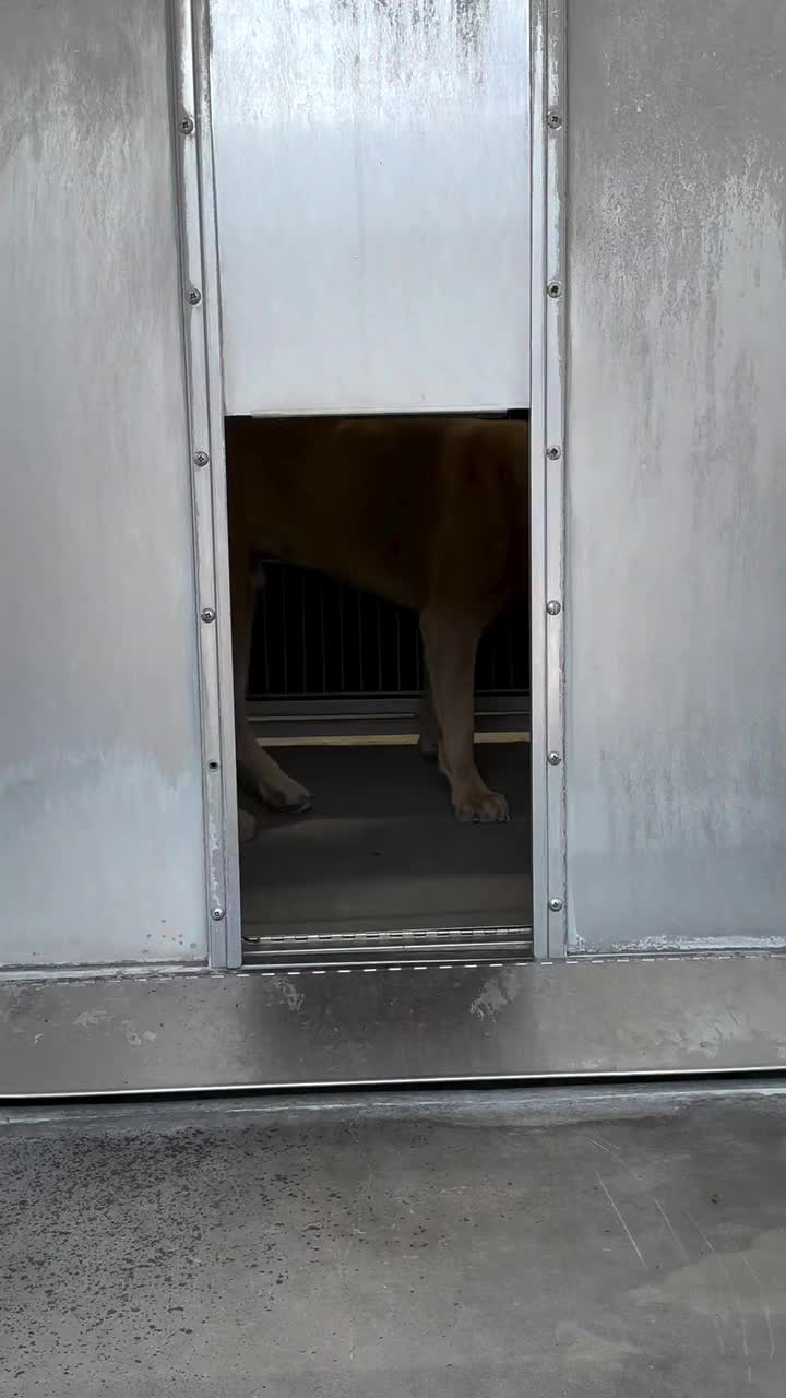 @Cane Corsos