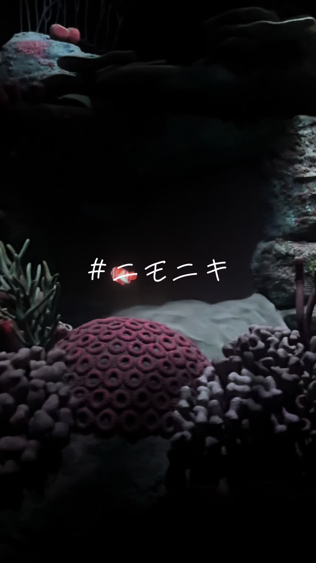@桑原彰🎸🍌🐵