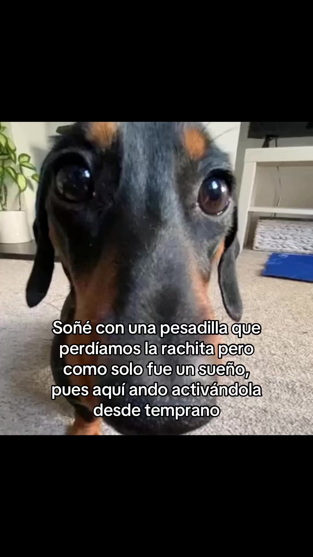 @saulburgosp2.0