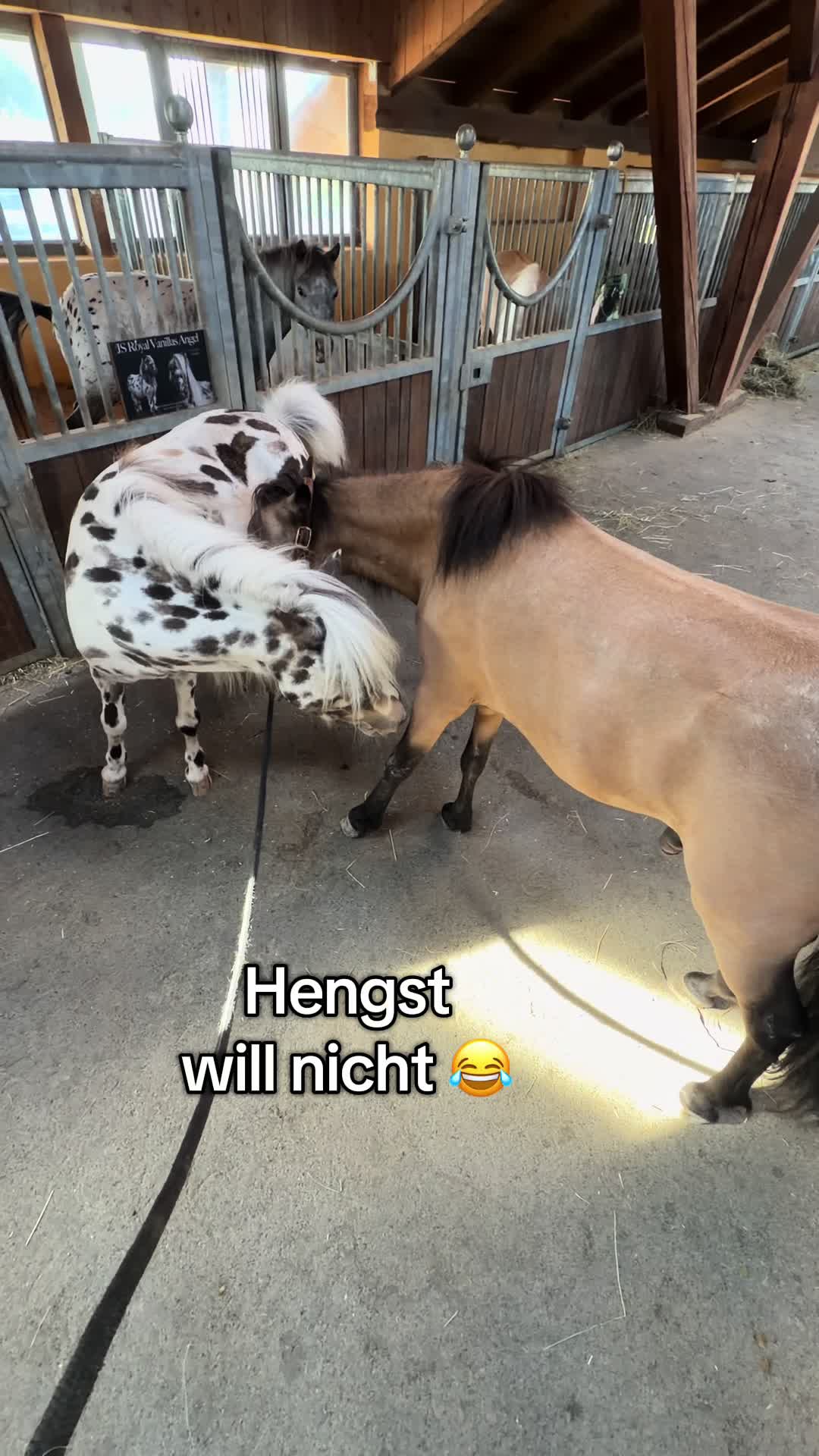 @julia_libertyhorses