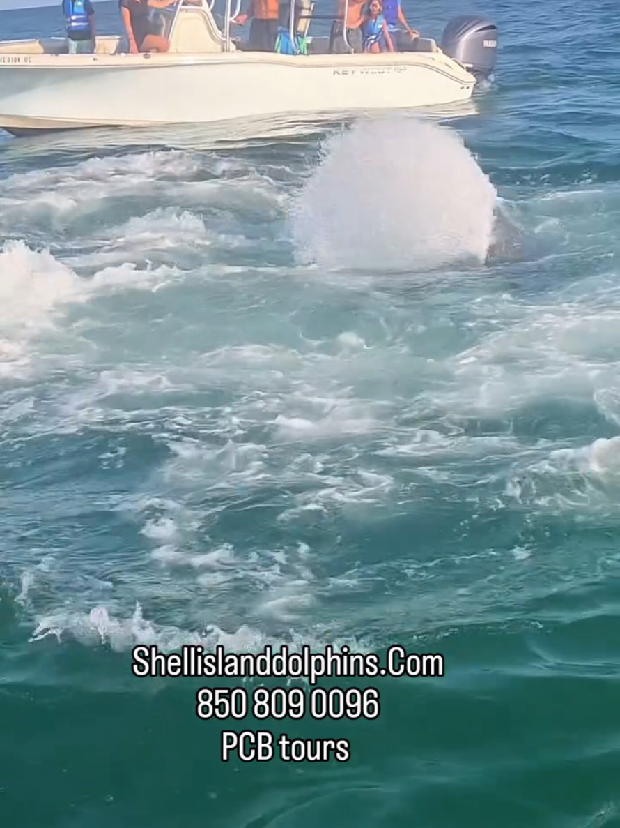 @Shell Island Dolphin Tours 🐬