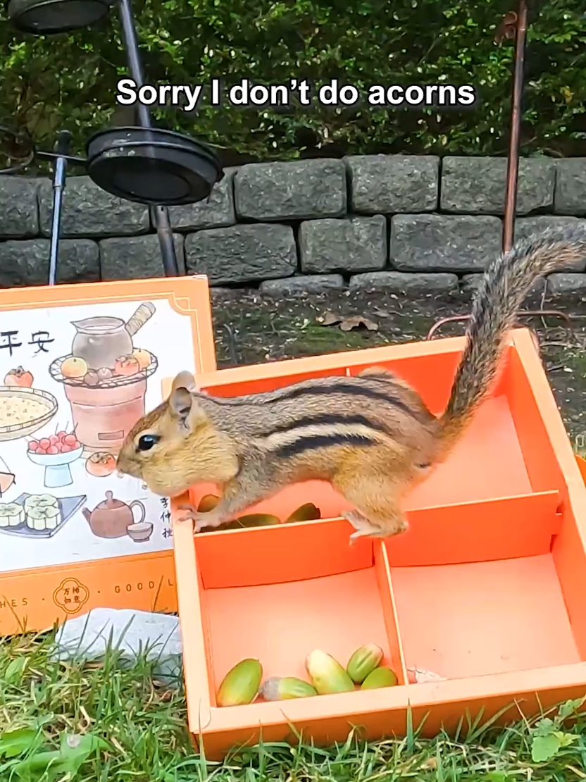 @youngmasterchu squirrel
