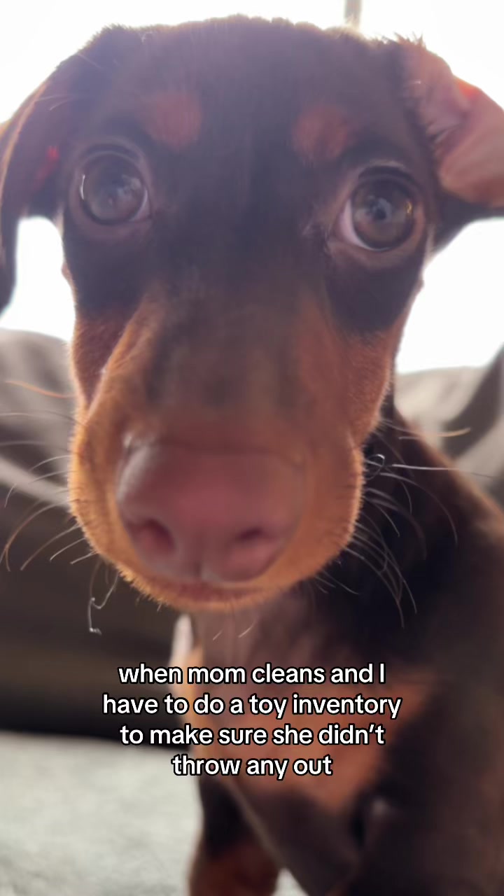@rhubarb the doggo