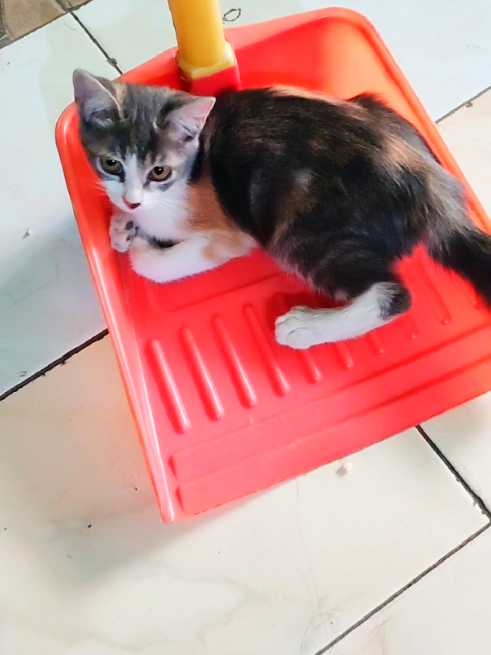 @P4Nadol EXTRA🍊