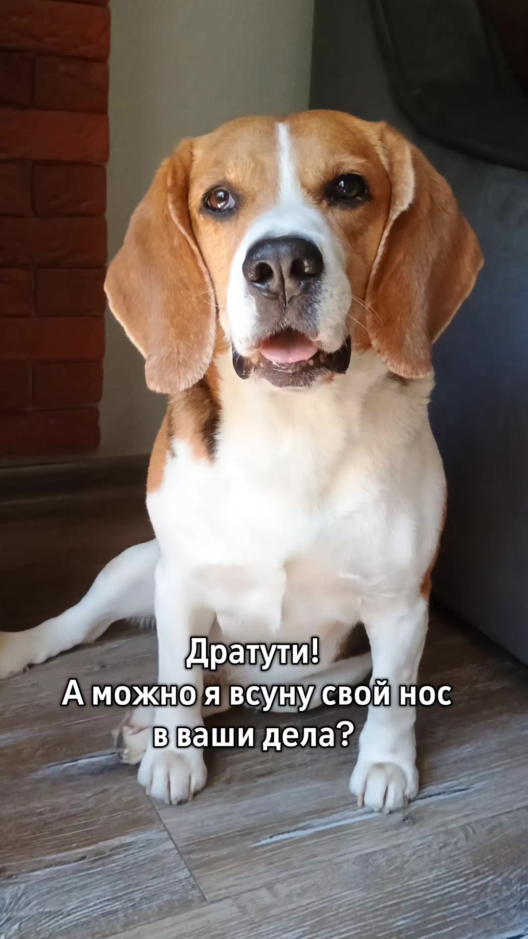 @Бигль Сэм и его семья.