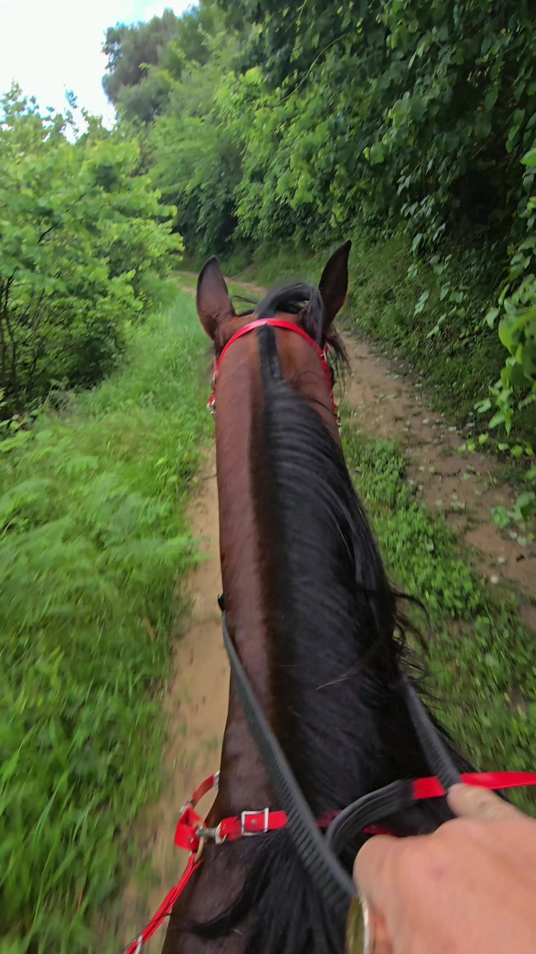 @Horse Training Center Albania