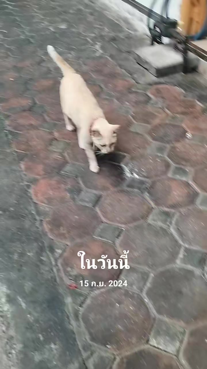 @taogampon